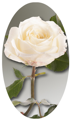 DNSBLUF 070 White Rose Stem (Matthews)